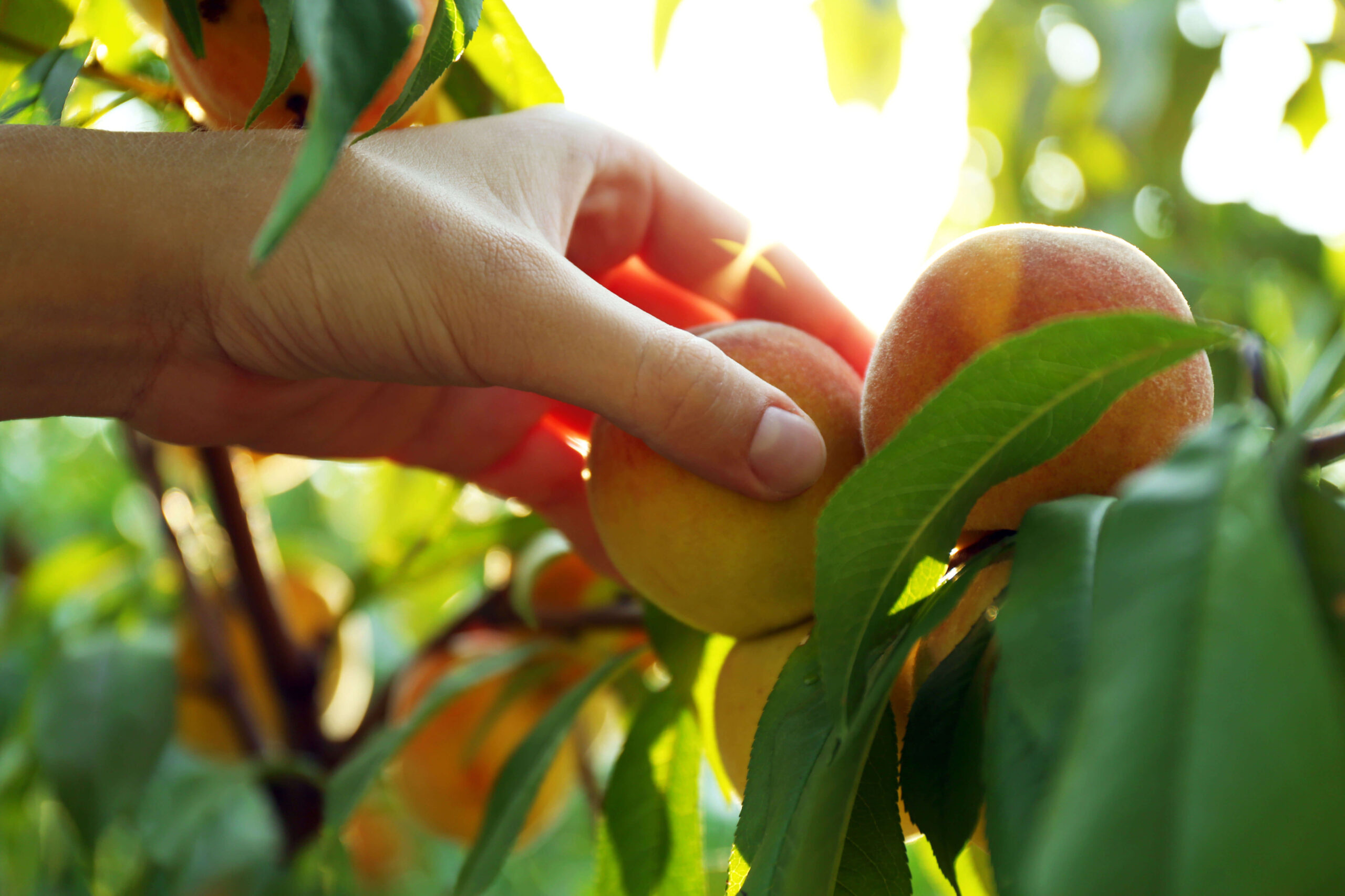 female-hand-picking-peach-from-tree