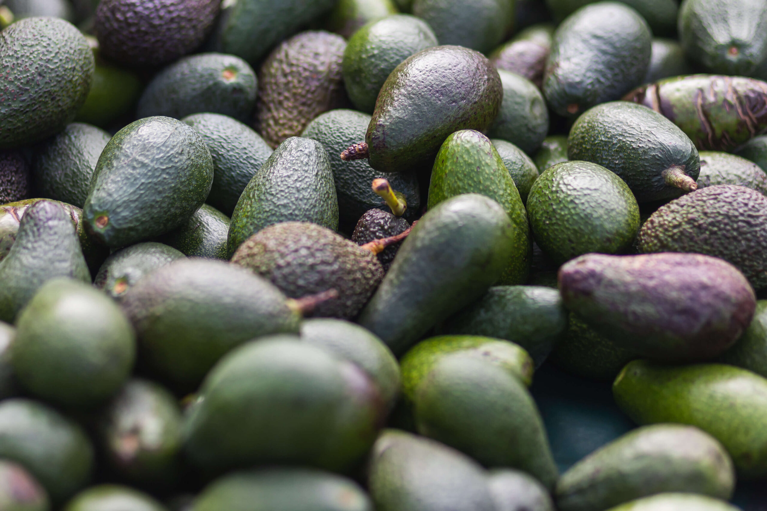 fresh-green-avocados-soft-selective-focus-background-with-avocado (1)